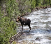 MontanaMoose2013 009